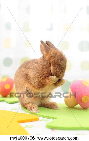 Stock Photograph - Mini rabbit. Fotosearch