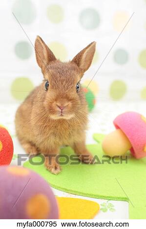 Stock Photography - Mini rabbit. Fotosearch