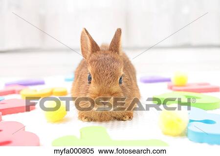 Stock Photography - Mini rabbit. Fotosearch