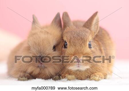 Mini rabbits View Large Photo Image Stock Photo - Mini rabbits. Fotosearch