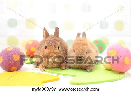 Mini rabbits View Large Photo Image Stock Photo - Mini rabbits. Fotosearch
