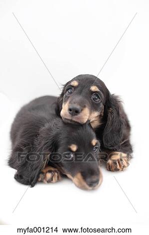 Miniature Dachshund pets View Large Photo Image Picture - Miniature Dachshund pets. Fotosearch