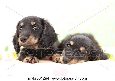 Miniature Dachshund pets View Large Photo Image Picture - Miniature Dachshund pets. Fotosearch