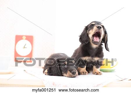 Miniature Dachshund pets View Large Photo Image Stock Image - Miniature Dachshund pets. Fotosearch