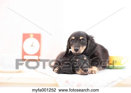 Miniature Dachshund pets View Large Photo Image Stock Image - Miniature Dachshund pets. Fotosearch
