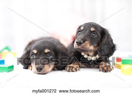 Miniature Dachshund pets View Large Photo Image Stock Image - Miniature Dachshund pets. Fotosearch