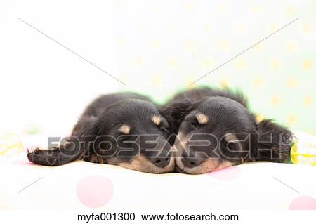 Miniature Dachshund pets View Large Photo Image Stock Image - Miniature Dachshund pets. Fotosearch