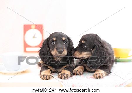 Miniature Dachshund pets View Large Photo Image Stock Photo - Miniature Dachshund pets. Fotosearch