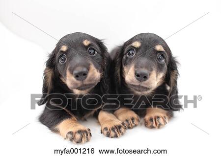 Miniature Dachshund pets View Large Photo Image Stock Photograph - Miniature Dachshund pets. Fotosearch