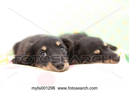 Miniature Dachshund pets View Large Photo Image Stock Photograph - Miniature Dachshund pets. Fotosearch