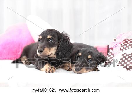 Miniature Dachshund pets View Large Photo Image Stock Photography - Miniature Dachshund pets. Fotosearch
