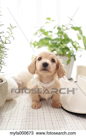 Miniature Dachshund View Large Photo Image Stock Image - Miniature Dachshund. Fotosearch