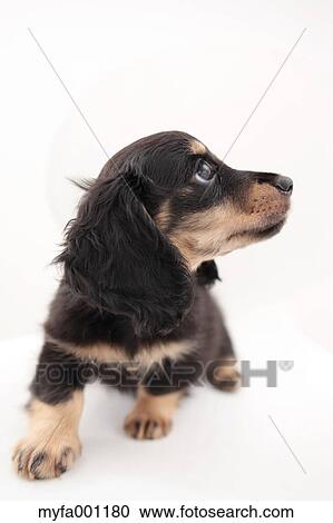 Miniature Dachshund View Large Photo Image Stock Image - Miniature Dachshund. Fotosearch