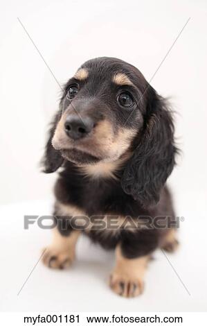 Miniature Dachshund View Large Photo Image Stock Image - Miniature Dachshund. Fotosearch