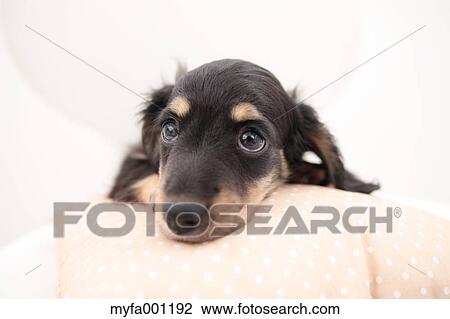 Miniature Dachshund View Large Photo Image Stock Image - Miniature Dachshund. Fotosearch