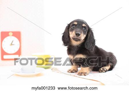 Miniature Dachshund View Large Photo Image Stock Image - Miniature Dachshund. Fotosearch