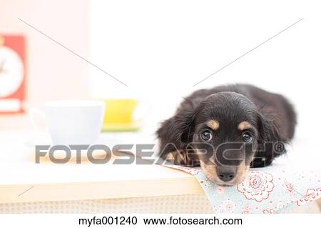 Miniature Dachshund View Large Photo Image Stock Image - Miniature Dachshund. Fotosearch