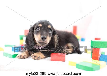 Miniature Dachshund View Large Photo Image Stock Image - Miniature Dachshund. Fotosearch