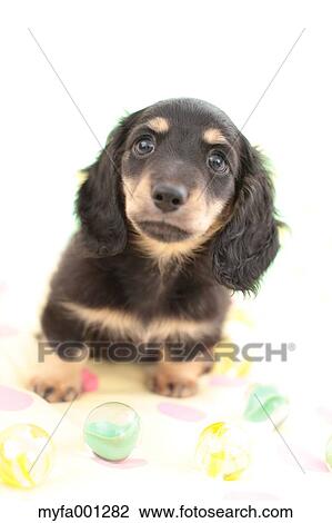 Miniature Dachshund View Large Photo Image Stock Image - Miniature Dachshund. Fotosearch