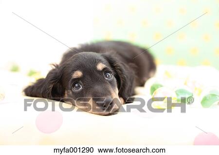 Miniature Dachshund View Large Photo Image Stock Image - Miniature Dachshund. Fotosearch