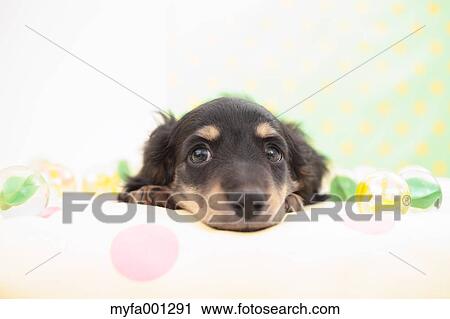 Miniature Dachshund View Large Photo Image Stock Image - Miniature Dachshund. Fotosearch