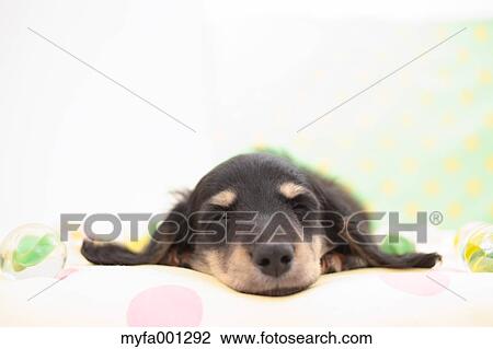 Miniature Dachshund View Large Photo Image Stock Image - Miniature Dachshund. Fotosearch