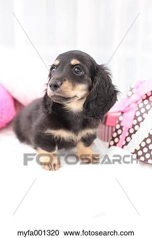 Miniature Dachshund View Large Photo Image Stock Image - Miniature Dachshund. Fotosearch