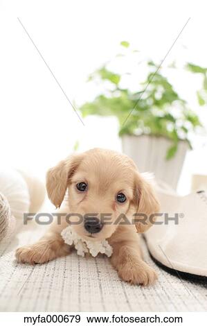 Stock Photo - Miniature Dachshund. Fotosearch