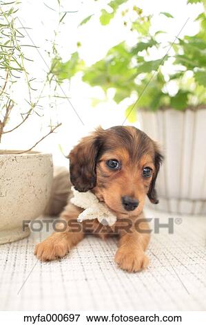 Miniature Dachshund View Large Photo Image Stock Photo - Miniature Dachshund. Fotosearch