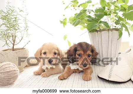 Miniature Dachshund View Large Photo Image Stock Photo - Miniature Dachshund. Fotosearch