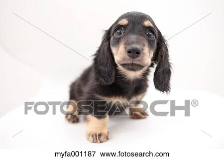 Miniature Dachshund View Large Photo Image Stock Photo - Miniature Dachshund. Fotosearch