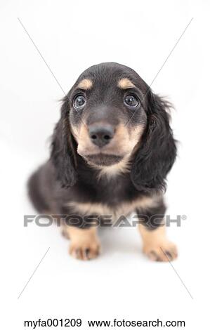 Miniature Dachshund View Large Photo Image Stock Photo - Miniature Dachshund. Fotosearch