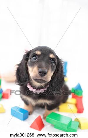 Miniature Dachshund View Large Photo Image Stock Photo - Miniature Dachshund. Fotosearch