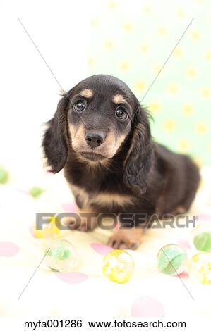 Miniature Dachshund View Large Photo Image Stock Photograph - Miniature Dachshund. Fotosearch