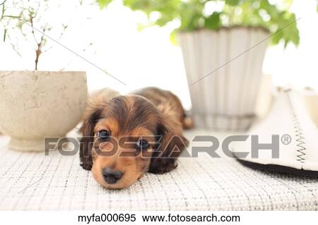 Miniature Dachshund View Large Photo Image Stock Photography - Miniature Dachshund. Fotosearch