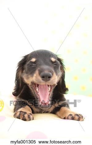 Miniature Dachshund View Large Photo Image Stock Photography - Miniature Dachshund. Fotosearch