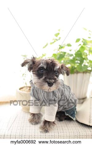 Miniature Schnauzer View Large Photo Image Stock Image - Miniature Schnauzer. Fotosearch