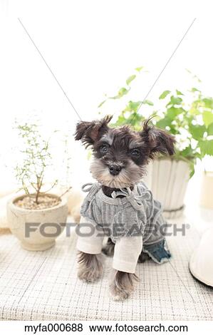 Miniature Schnauzer View Large Photo Image Stock Photo - Miniature Schnauzer. Fotosearch