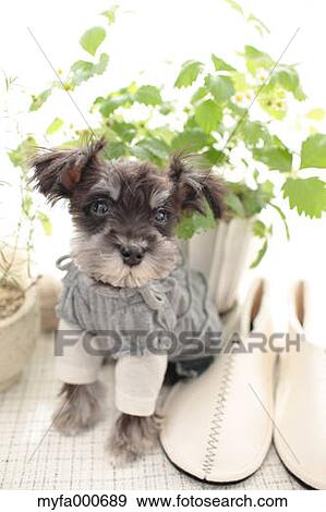 Miniature Schnauzer View Large Photo Image Stock Photo - Miniature Schnauzer. Fotosearch