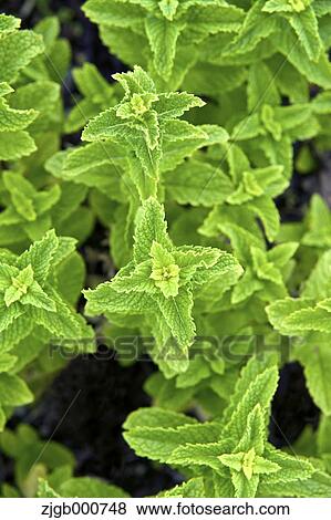 Mint leaves View Large Photo Image Stock Photo - Mint leaves. Fotosearch