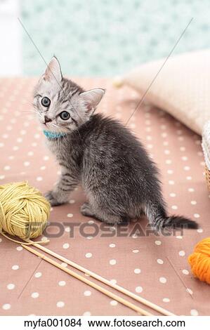 Mixed breed cat View Large Photo Image Picture - Mixed breed cat. Fotosearch