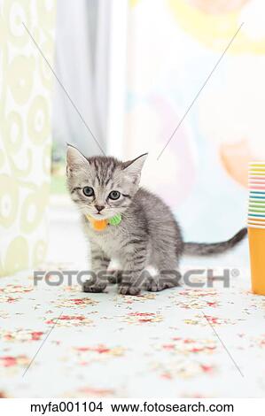 Mixed breed cat View Large Photo Image Picture - Mixed breed cat. Fotosearch