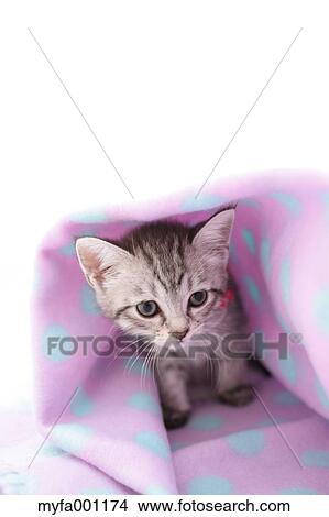Mixed breed cat View Large Photo Image Picture - Mixed breed cat. Fotosearch