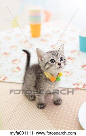 Mixed breed cat View Large Photo Image Stock Image - Mixed breed cat. Fotosearch