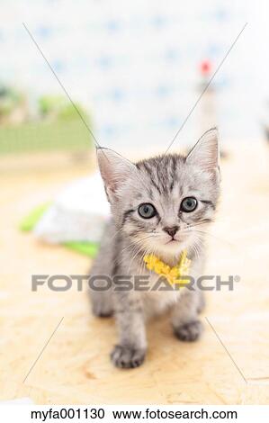Mixed breed cat View Large Photo Image Stock Image - Mixed breed cat. Fotosearch