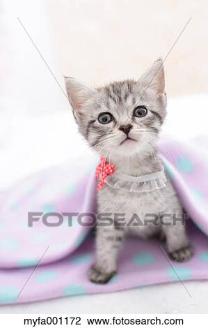 Mixed breed cat View Large Photo Image Stock Image - Mixed breed cat. Fotosearch