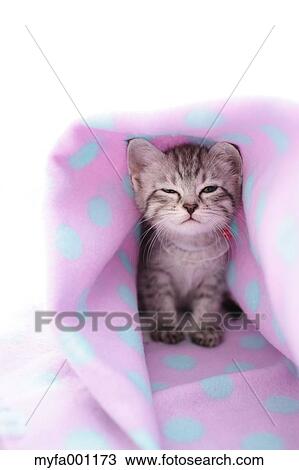 Mixed breed cat View Large Photo Image Stock Image - Mixed breed cat. Fotosearch
