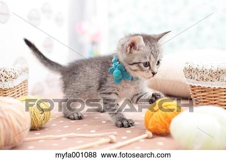 Mixed breed cat View Large Photo Image Stock Photo - Mixed breed cat. Fotosearch