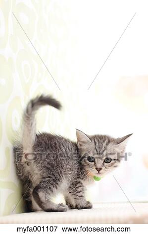 Stock Photo - Mixed breed cat. Fotosearch