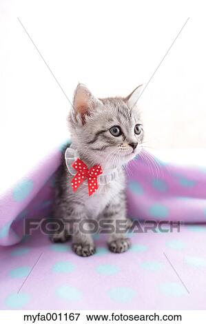 Mixed breed cat View Large Photo Image Stock Photo - Mixed breed cat. Fotosearch